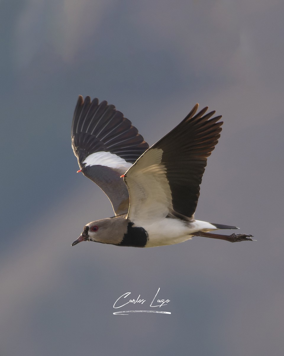 Southern Lapwing - ML622022878