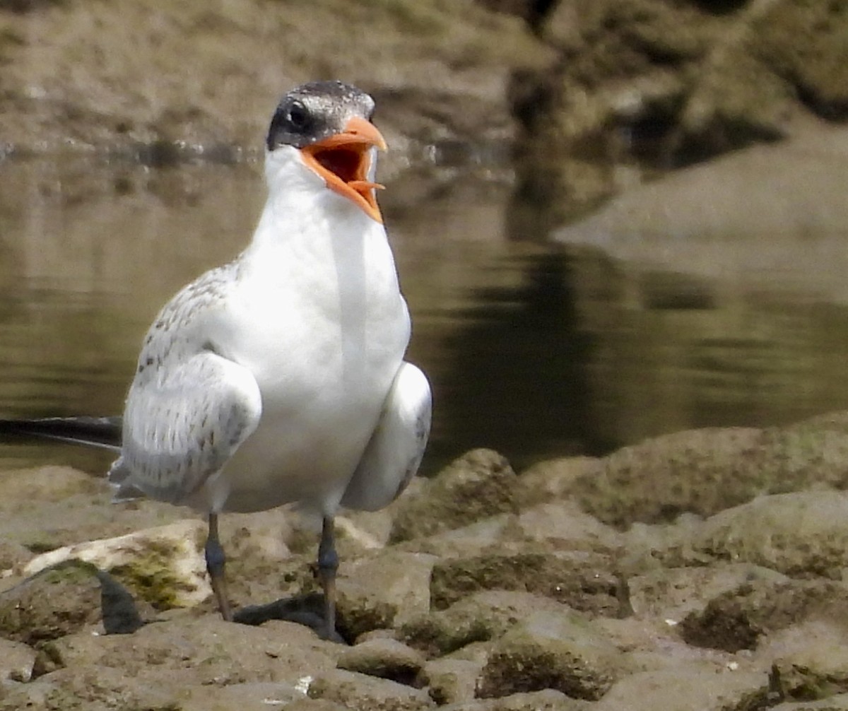 Caspian Tern - Stella Miller