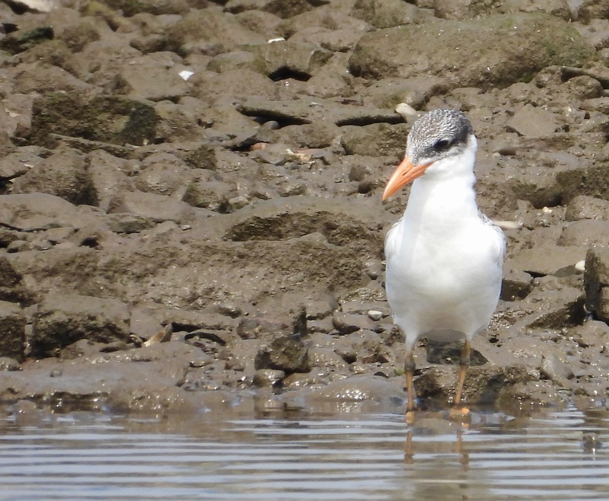 Caspian Tern - ML622022884