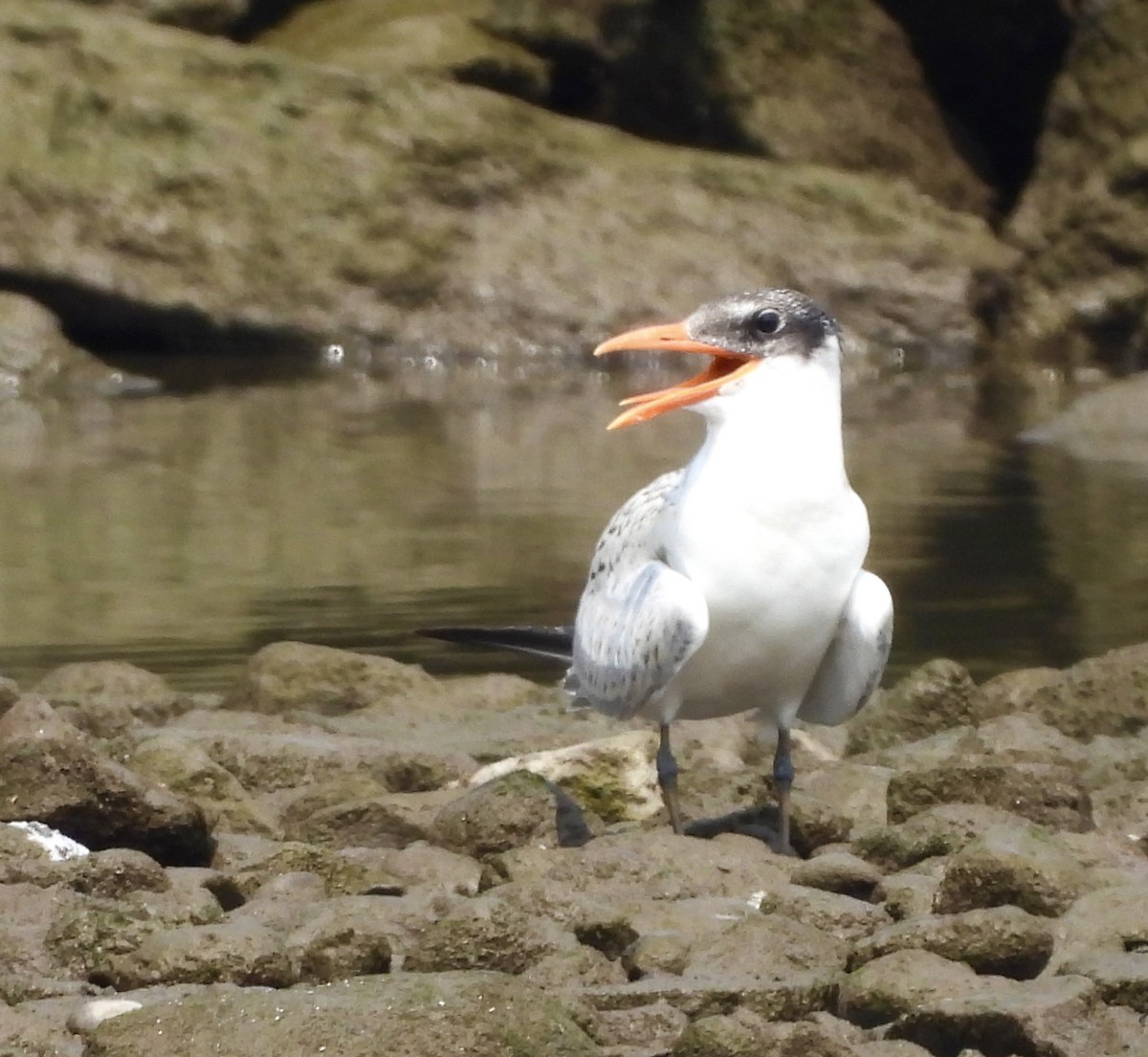 Caspian Tern - ML622022885