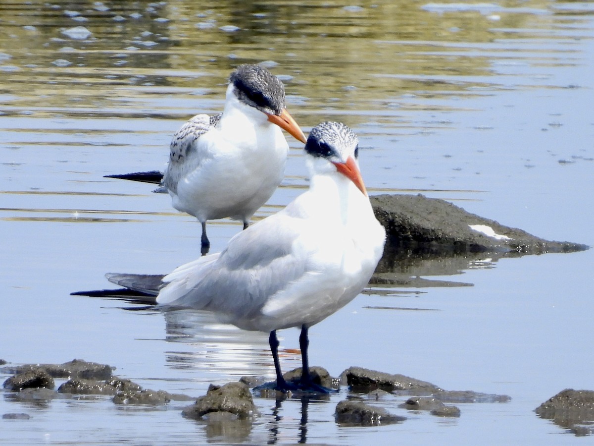 Caspian Tern - ML622022886