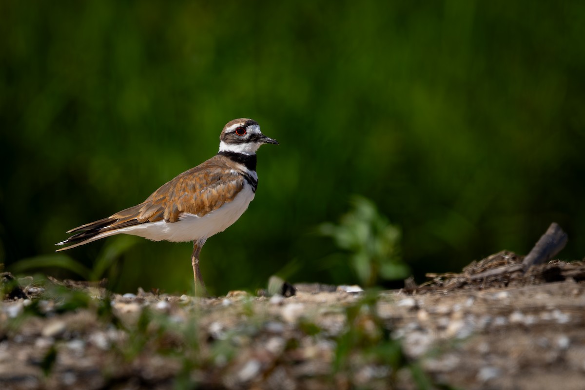 Killdeer - Mark Sak