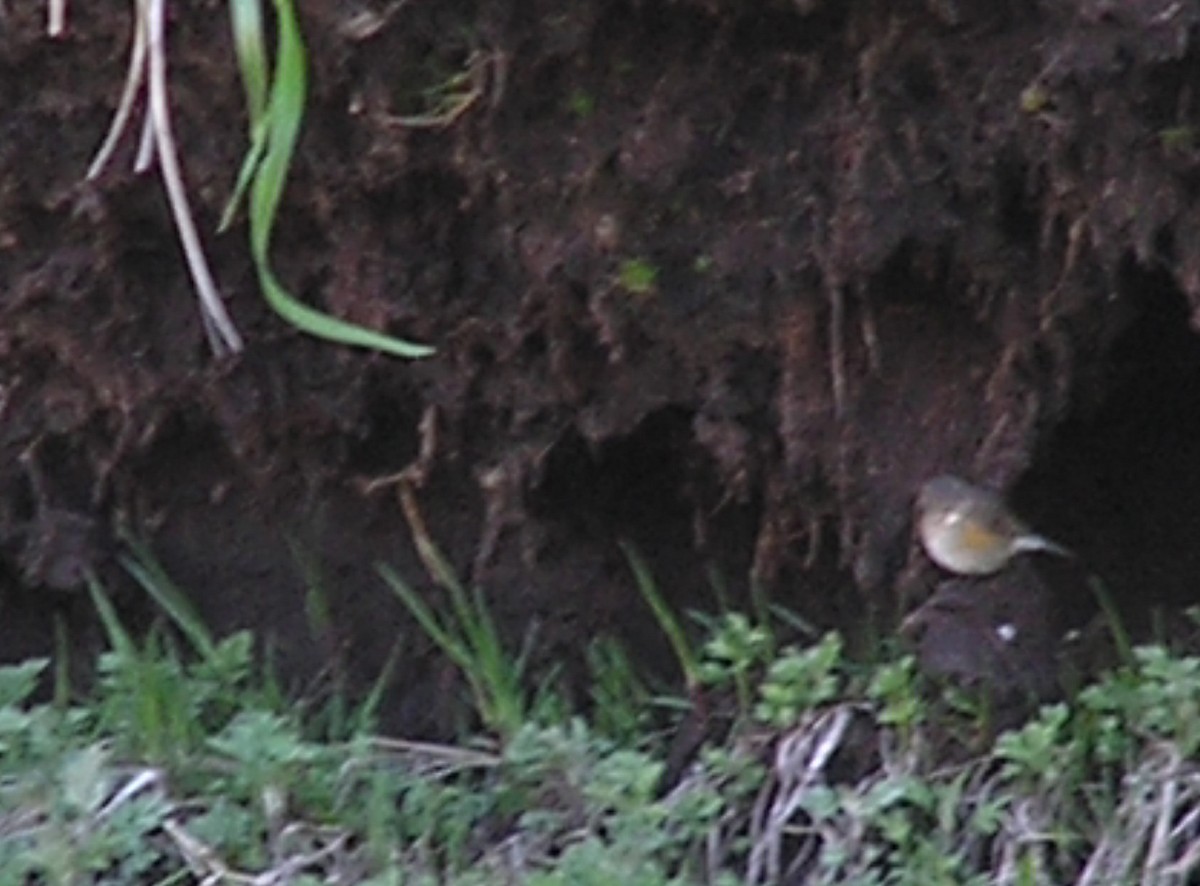 Robin à flancs roux - ML622022924