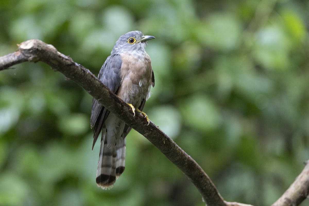 Philippine Hawk-Cuckoo - ML622022925