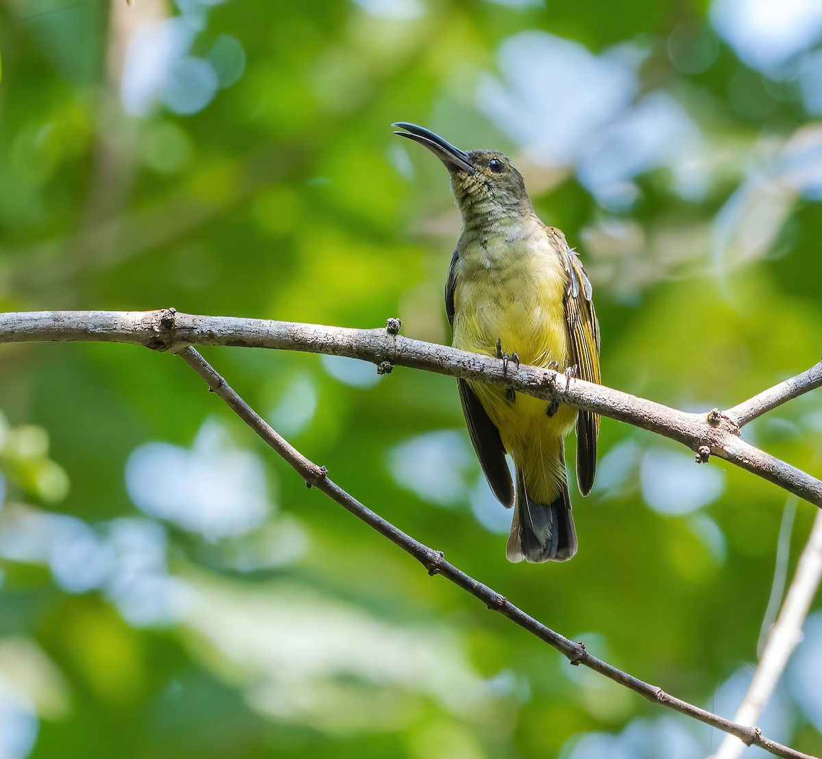 Thick-billed Spiderhunter - ML622022944