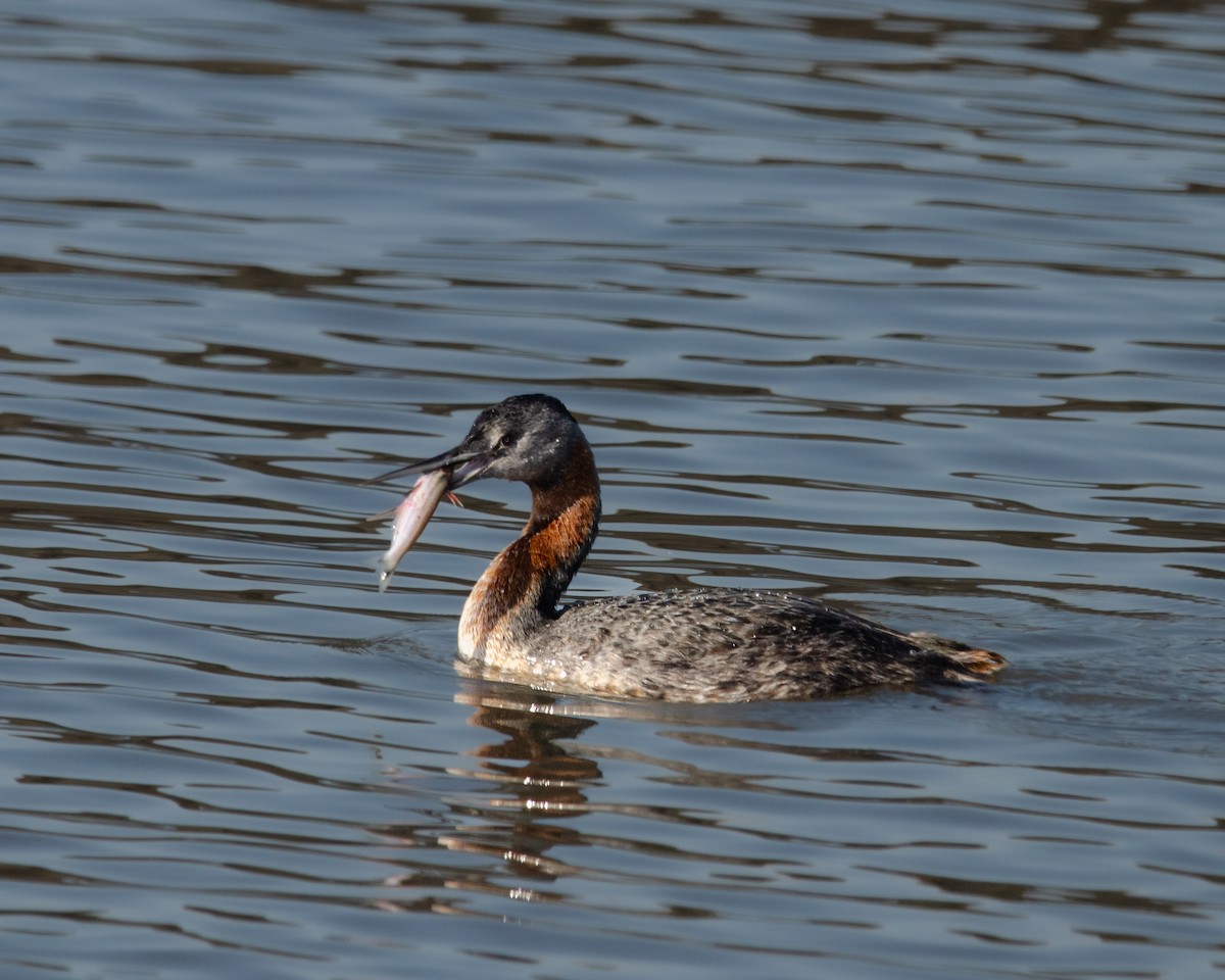 Great Grebe - Manuel Pinochet Rojas