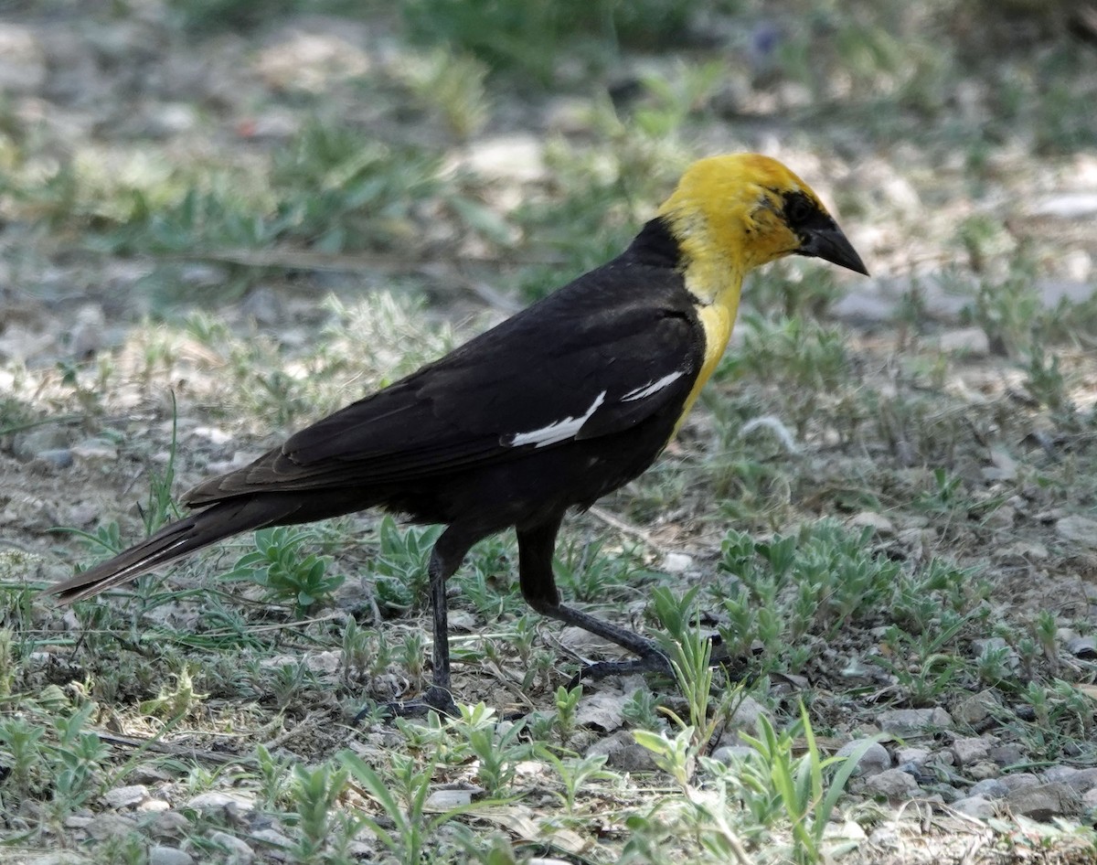 Yellow-headed Blackbird - Sheridan Coffey