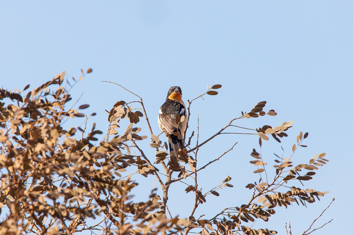 White-rumped Tanager - Bruno Arantes de Andrade Bueno