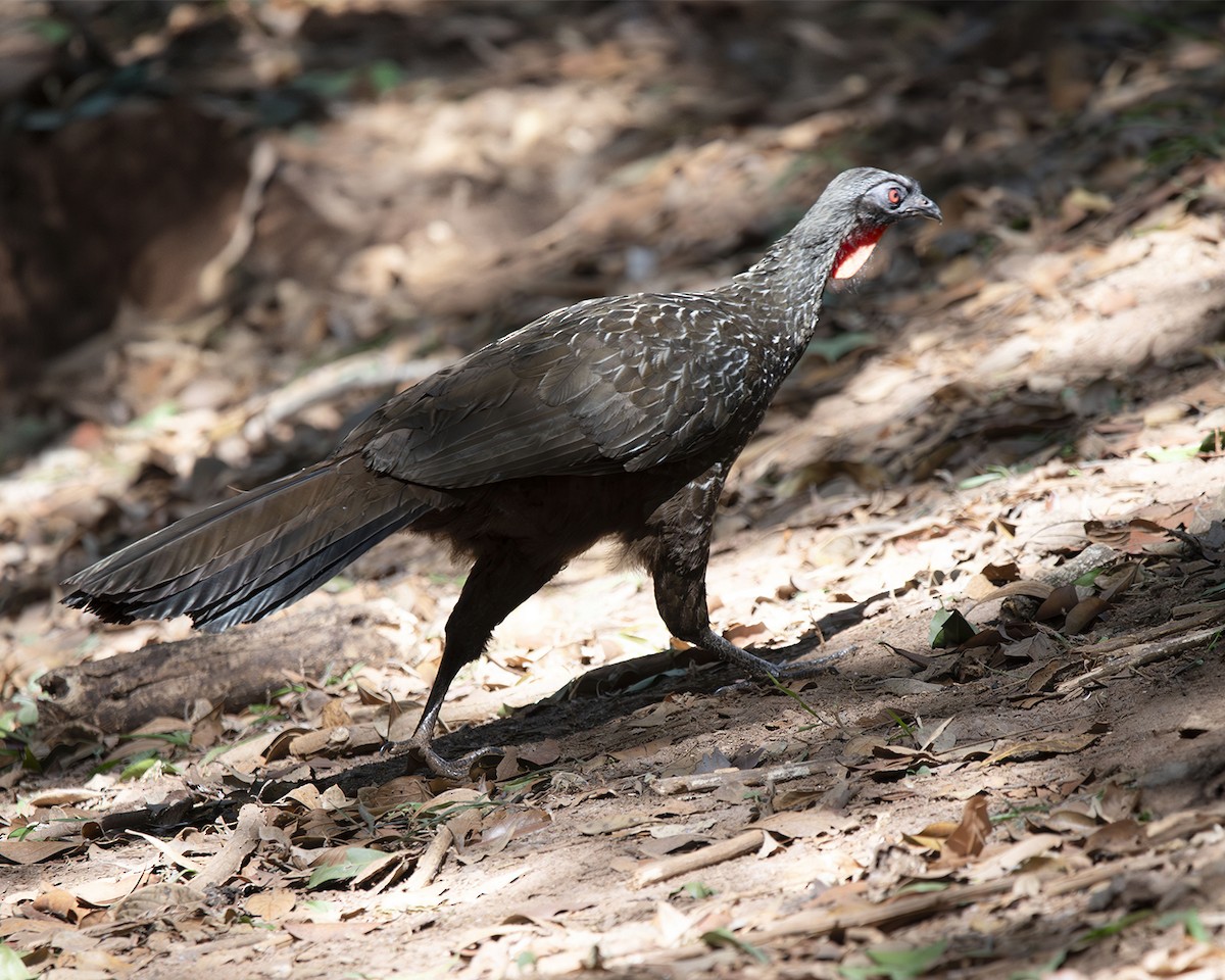 Dusky-legged Guan - ML622023028