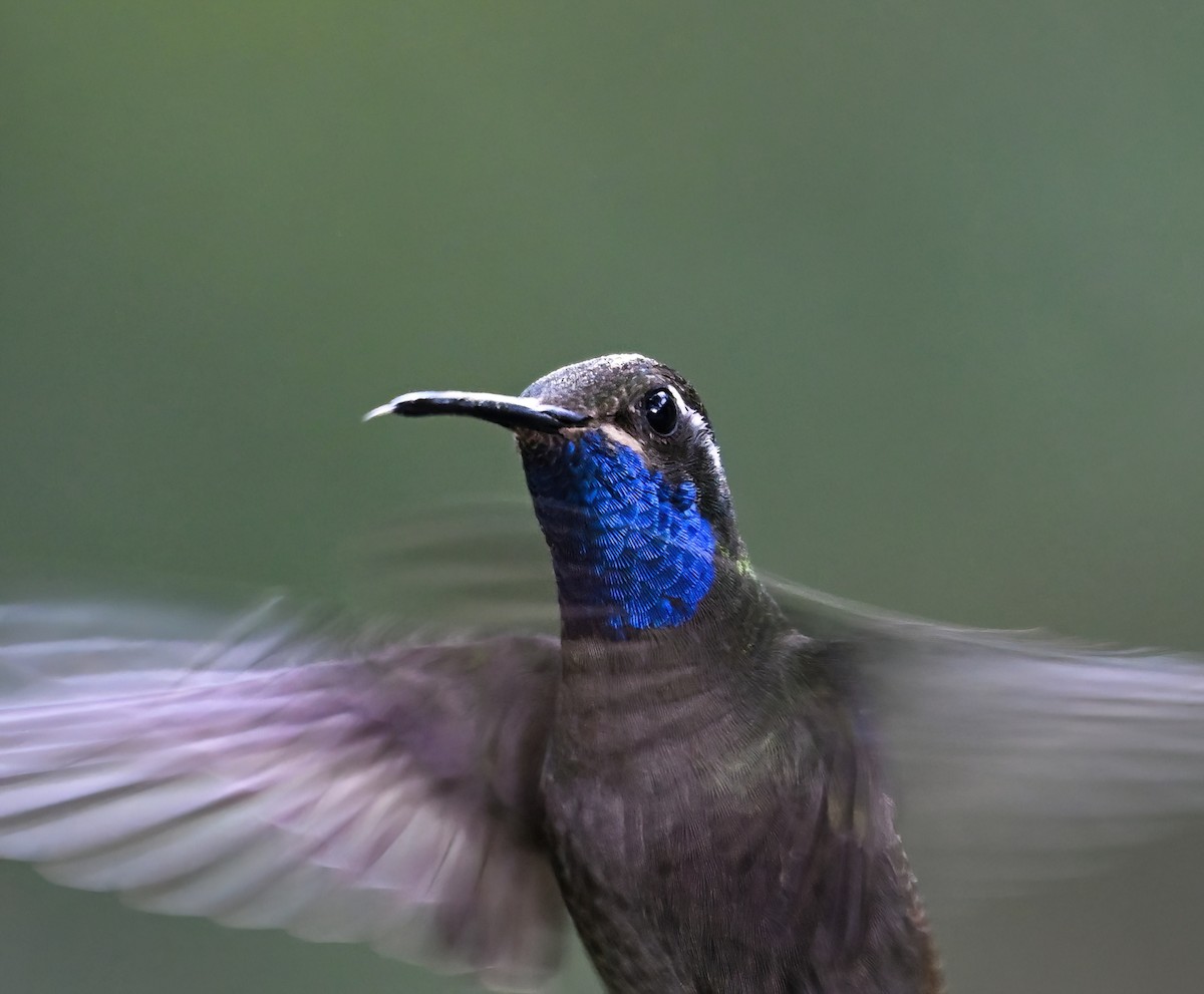 Blue-throated Mountain-gem - ML622023068