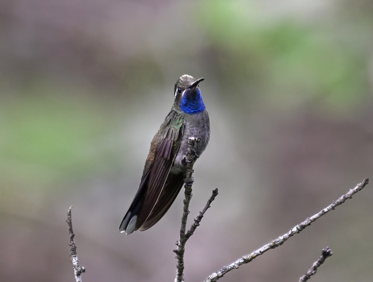 Blue-throated Mountain-gem - ML622023069