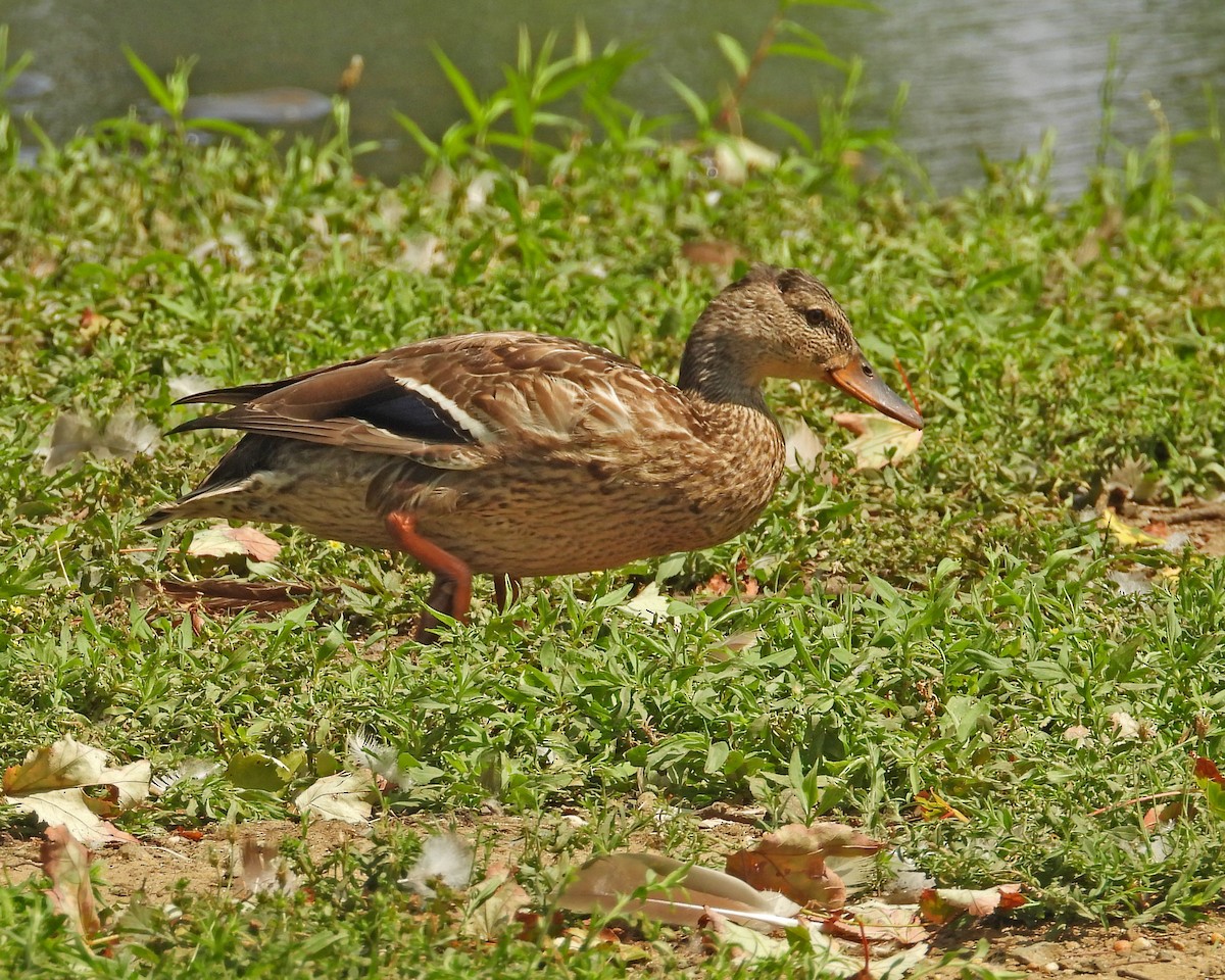 Mallard (Domestic type) - Aubrey Merrill
