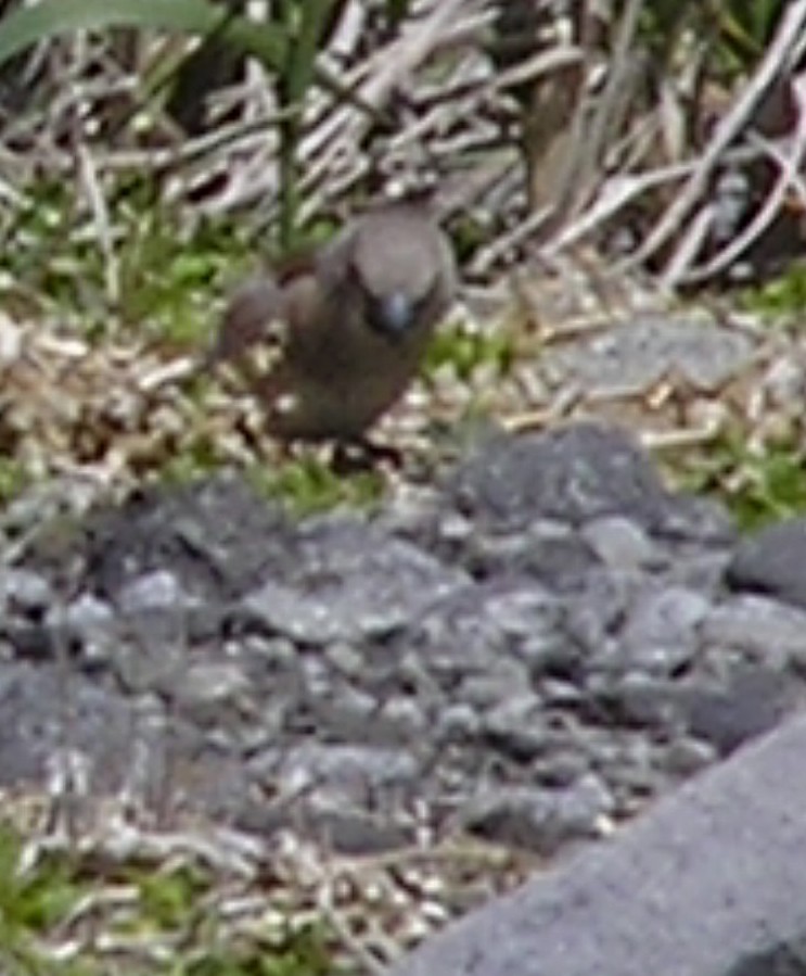 Hawfinch - Jackie Augustine