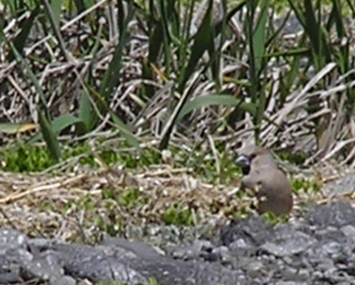 Hawfinch - Jackie Augustine