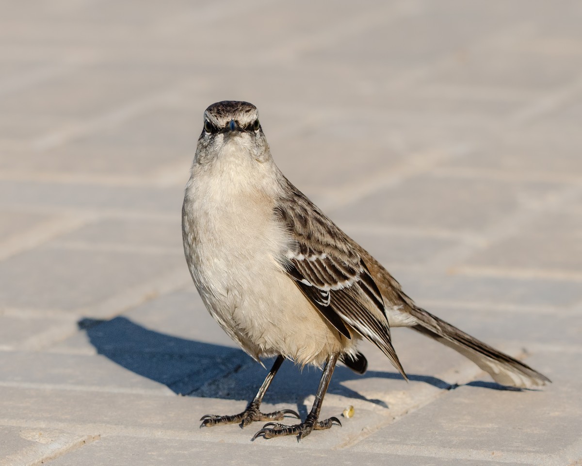 Chalk-browed Mockingbird - ML622023156