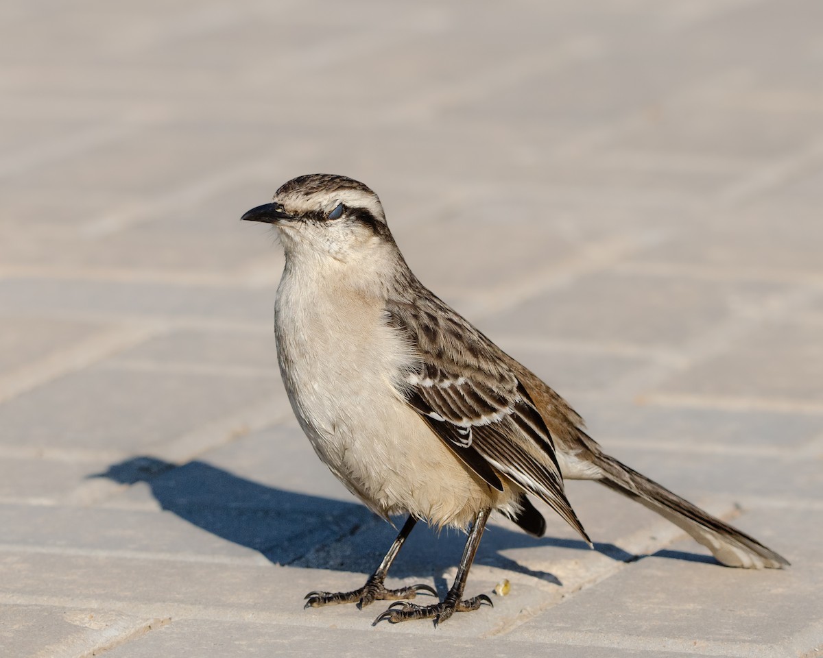 Chalk-browed Mockingbird - ML622023158