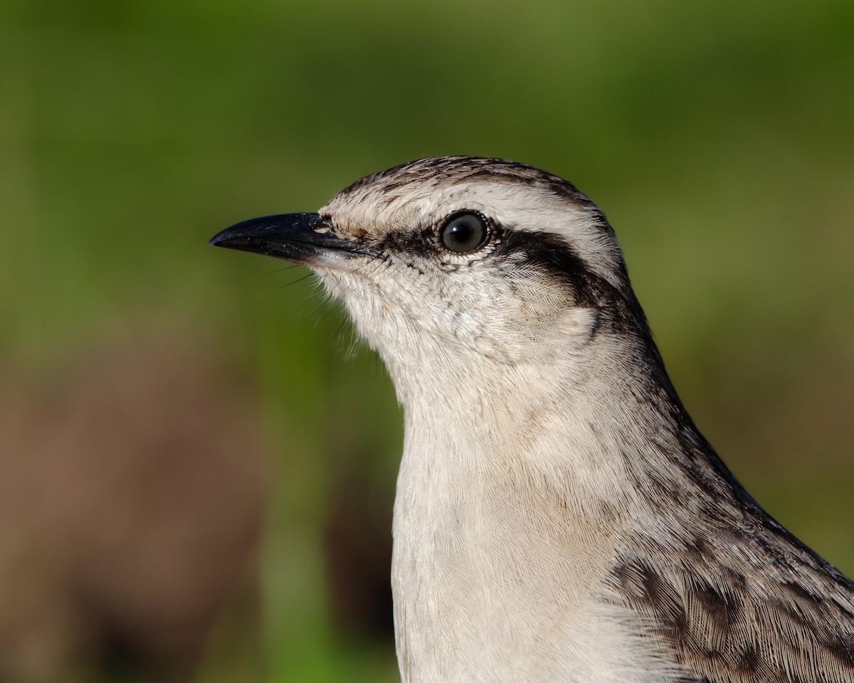 Chalk-browed Mockingbird - ML622023159