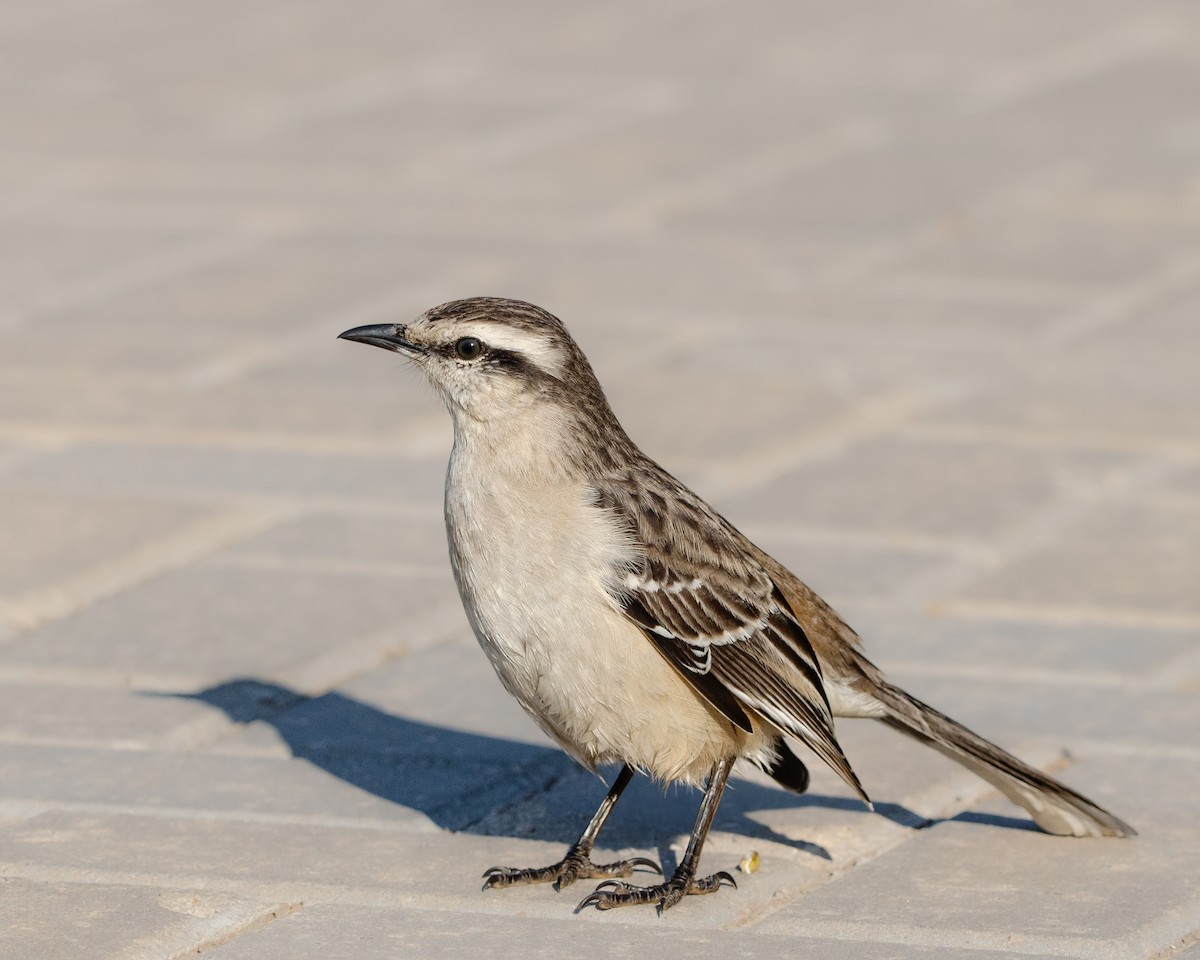 Chalk-browed Mockingbird - ML622023160