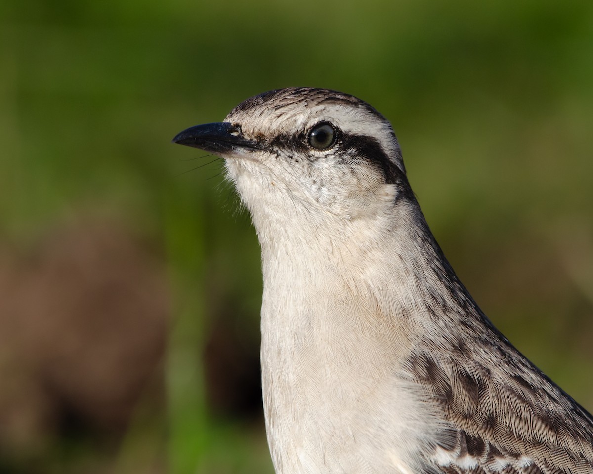 Chalk-browed Mockingbird - ML622023161