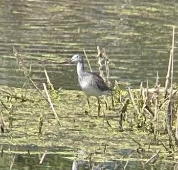 Greater Yellowlegs - Tristan McKnight