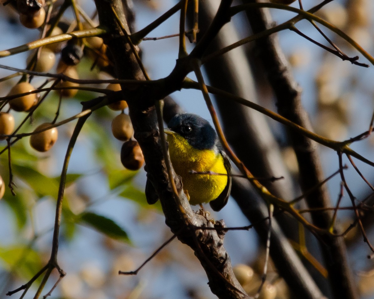 Tropical Parula - Manuel Pinochet Rojas