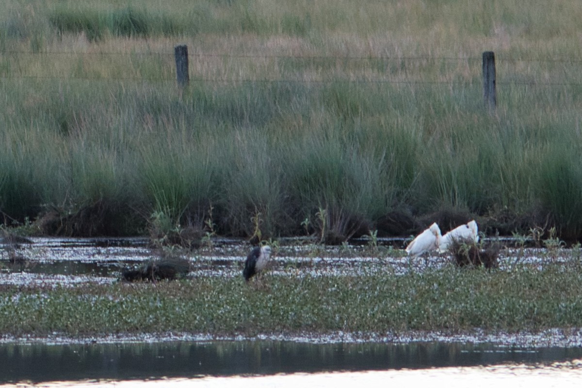 Pacific Heron - Helen Leonard