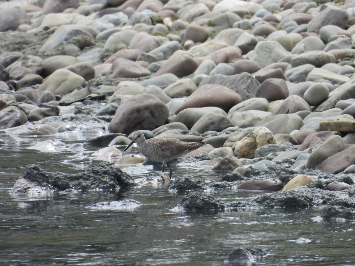 Willet - Michael Gullo