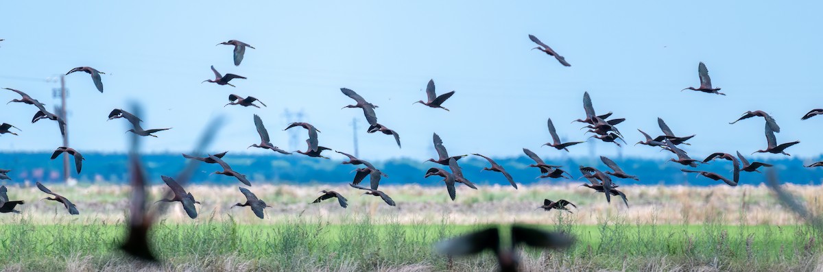 Glossy Ibis - Victor Pássaro