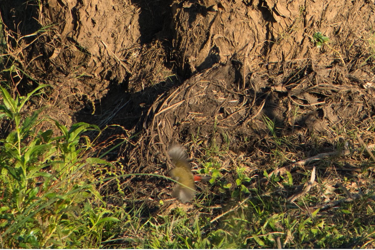 Red-browed Firetail - Helen Leonard
