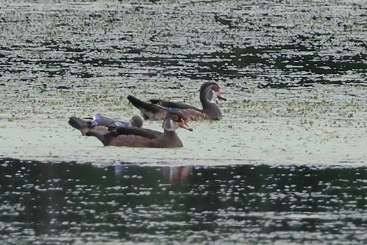 Wood Duck - Rick Wojcik