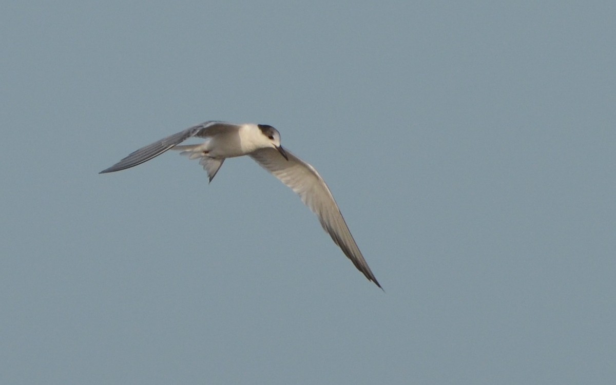 Common Tern - Ramón Trinchan Guerra