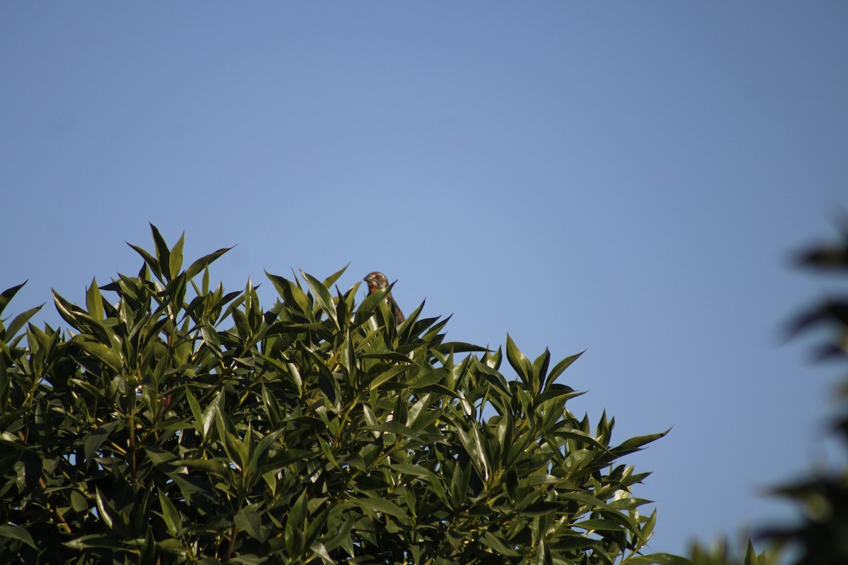 Rufous-tailed Plantcutter - Ada Rebolledo