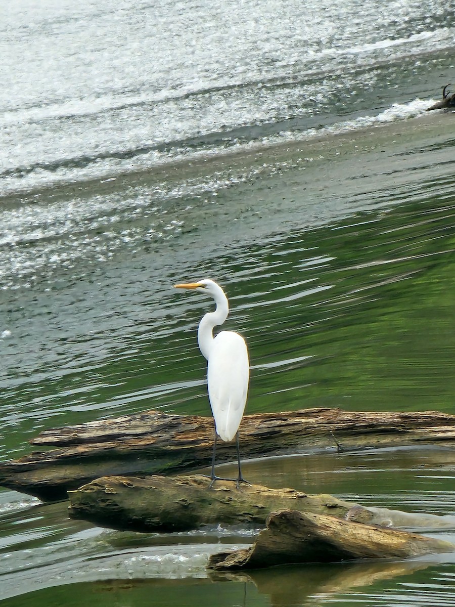 Great Egret - ML622023296