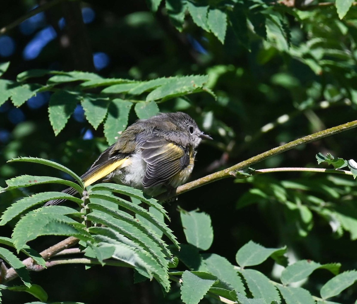American Redstart - Kathy Marche