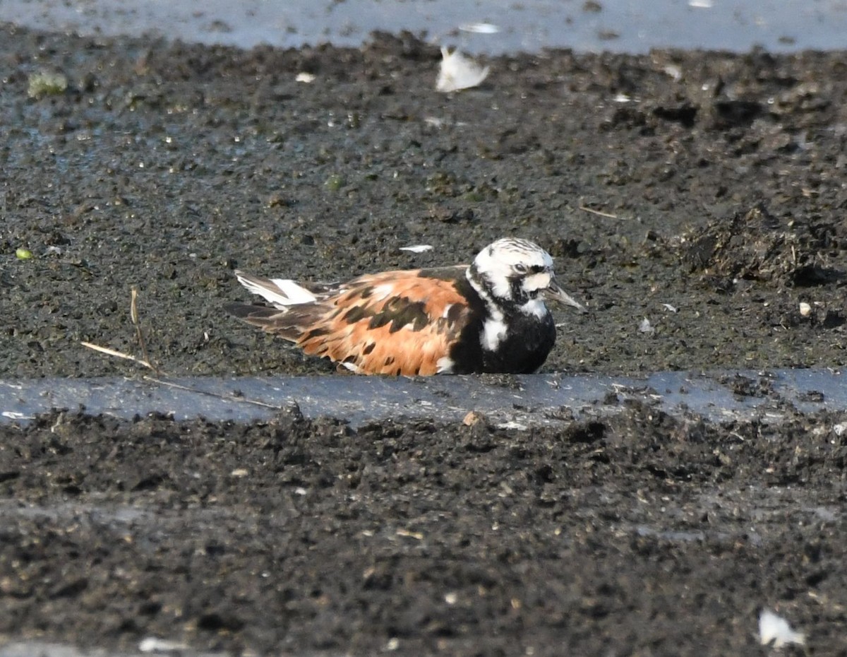 Ruddy Turnstone - David O. Hill