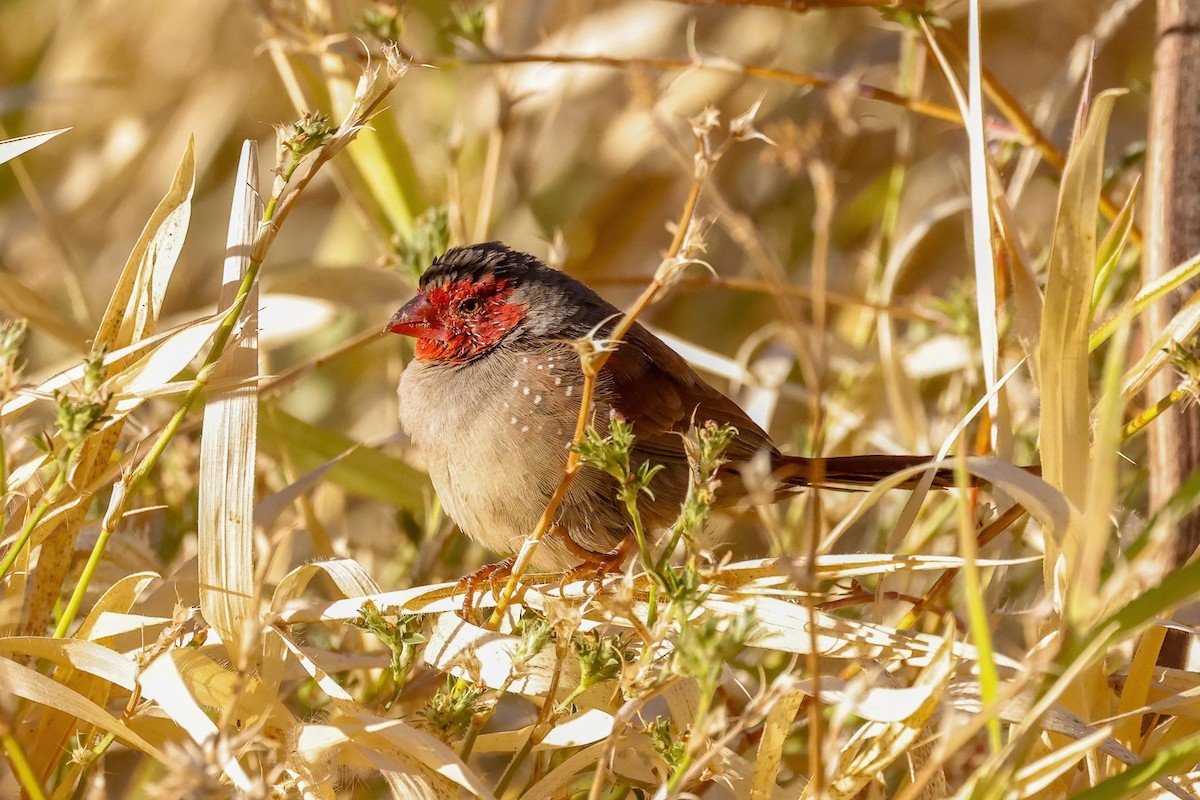 Crimson Finch - ML622023418
