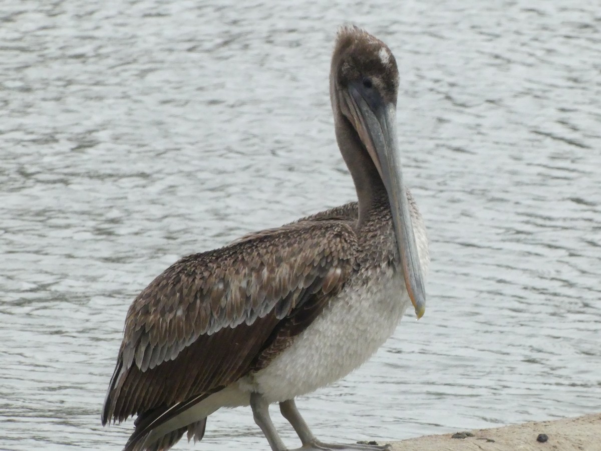 Brown Pelican - Larry Koopa
