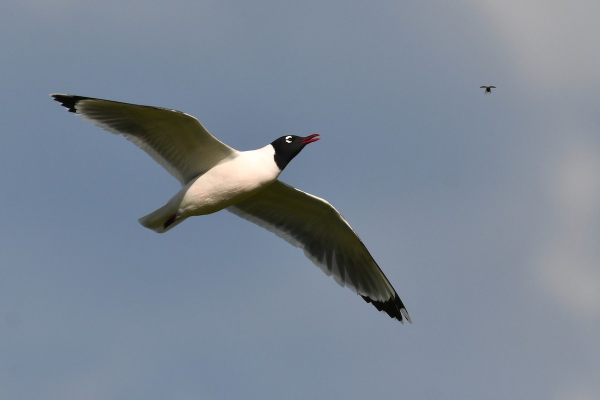 Franklin's Gull - David M. Bell