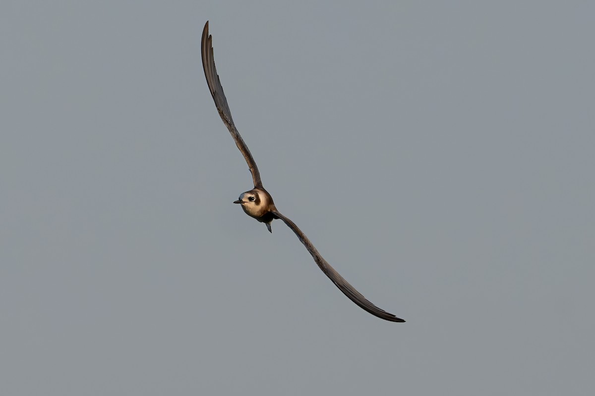 Black Tern - Dan Brown