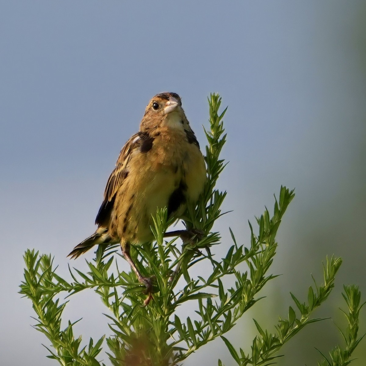 Bobolink - Troy Gorodess