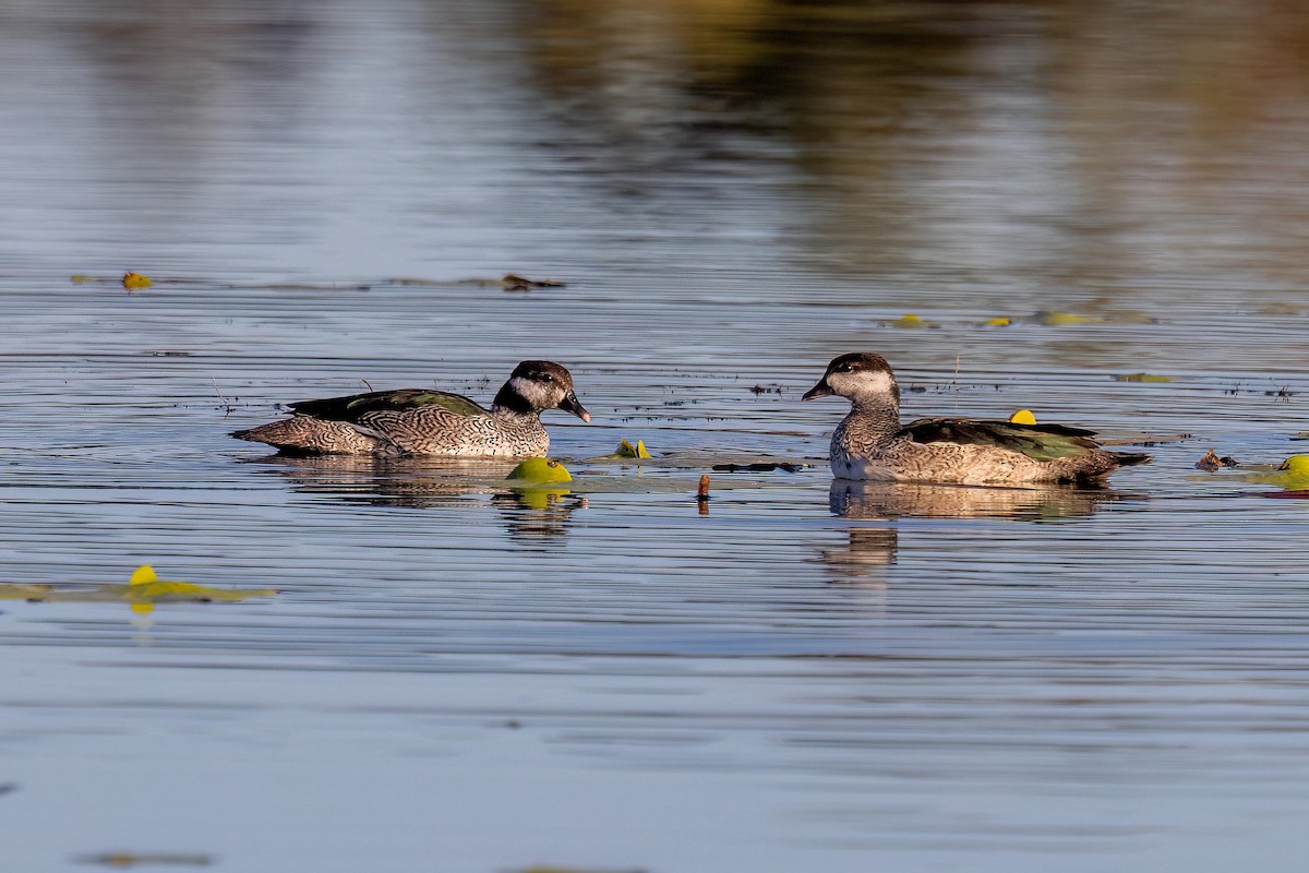Green Pygmy-Goose - ML622023528