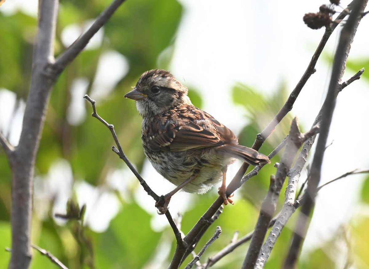 White-throated Sparrow - ML622023538
