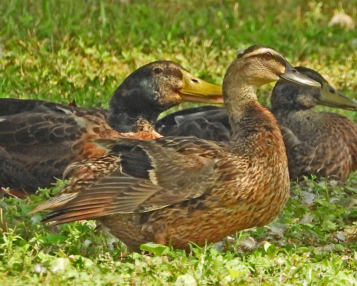 Mallard (Domestic type) - ML622023555