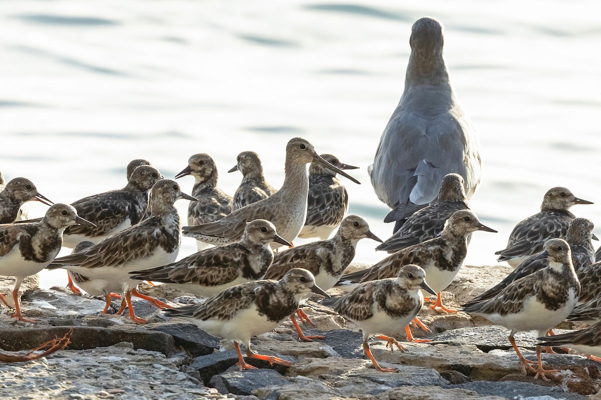 Short-billed Dowitcher - Thibaud Aronson