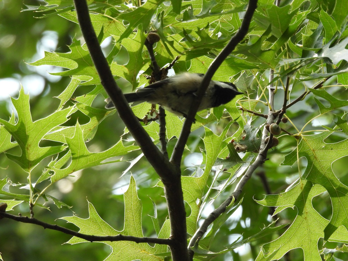 Black-capped Chickadee - Emily Szczypek