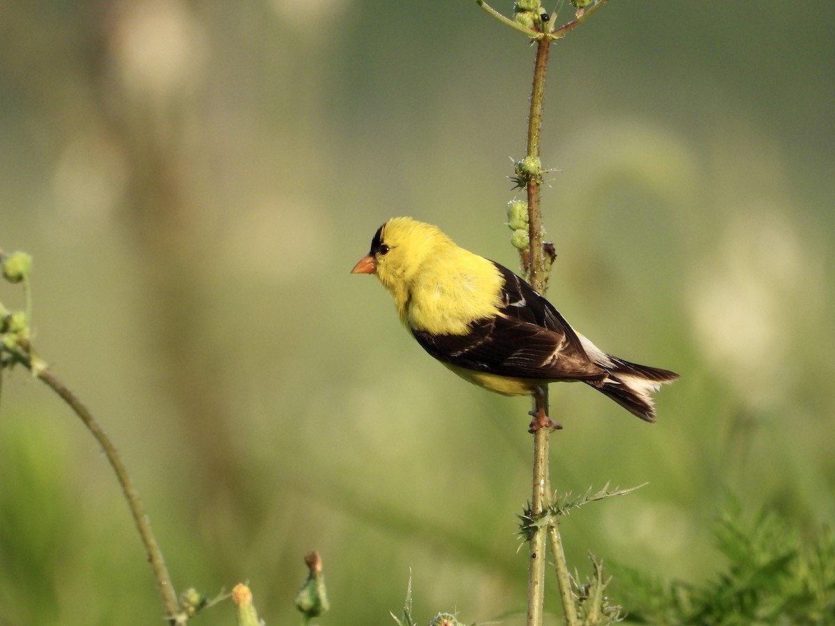 American Goldfinch - Gabe Troyer