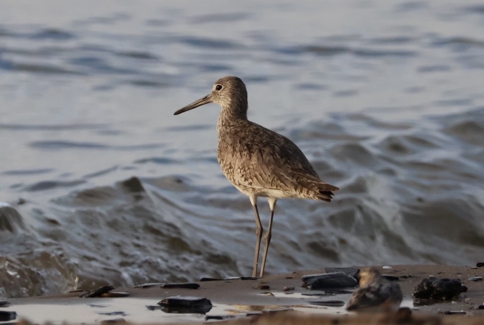 Willet (Western) - Nathan Stimson