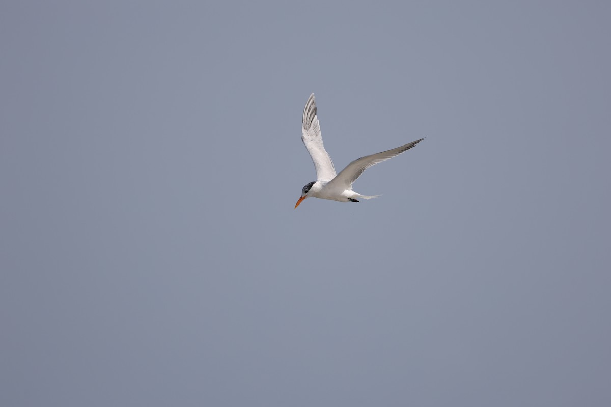 Royal Tern - Ernesto Perez (Mexicanum Birding Tours)
