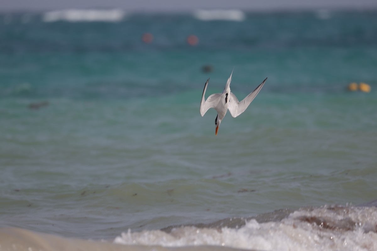 Royal Tern - L. Ernesto Perez Montes (The Mexican Violetear 🦉)