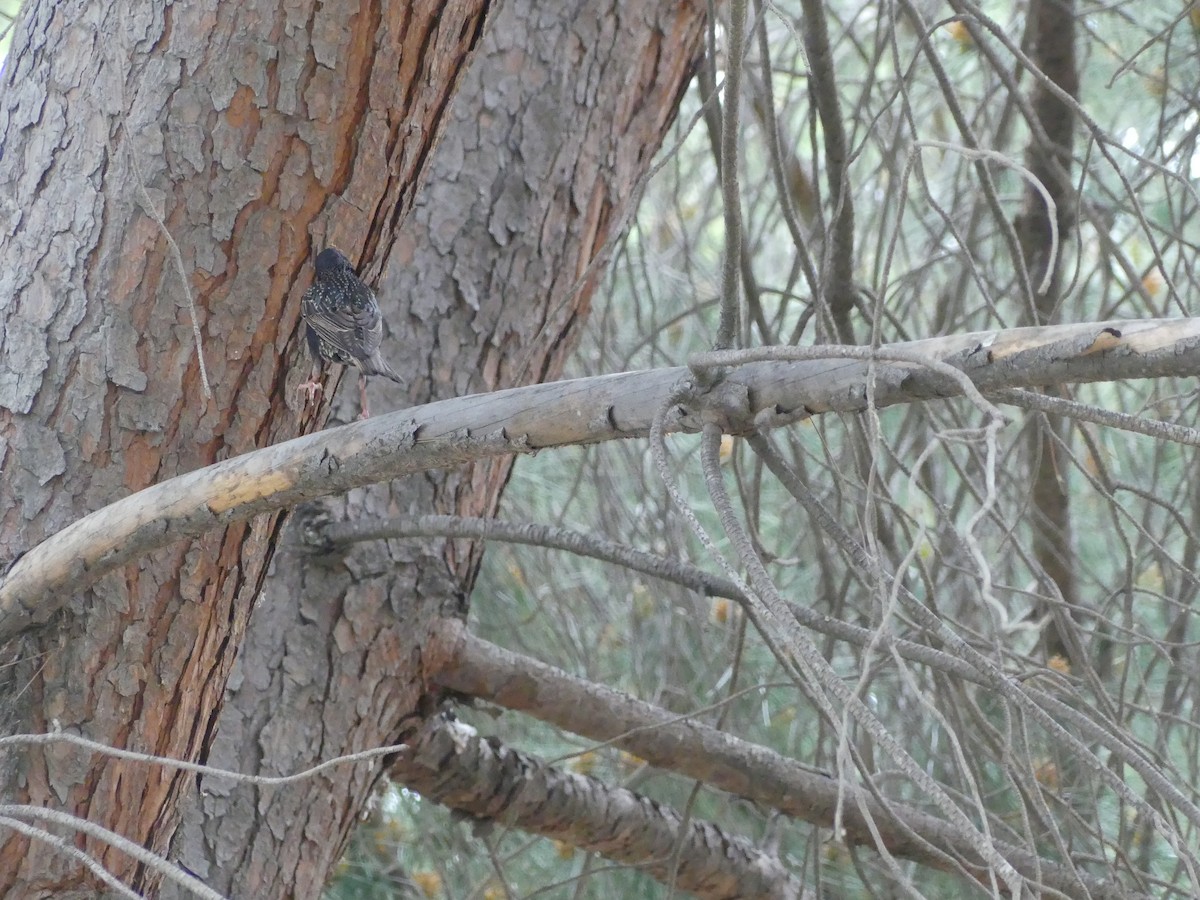 European Starling - Larry Koopa
